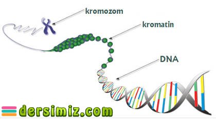 Kromatin Nedir?