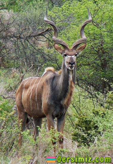 Kudu Nedir?