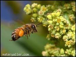 Arılar Neden Vızıldar?
